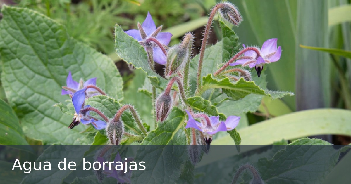 Agua de borrajas