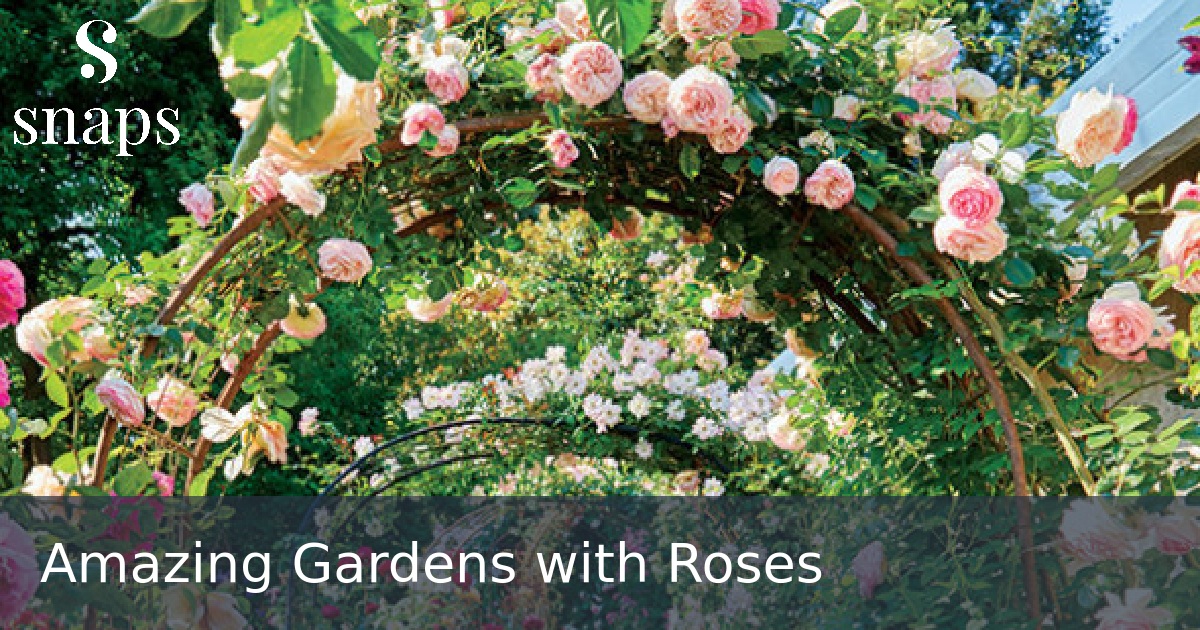 Amazing Gardens with Roses