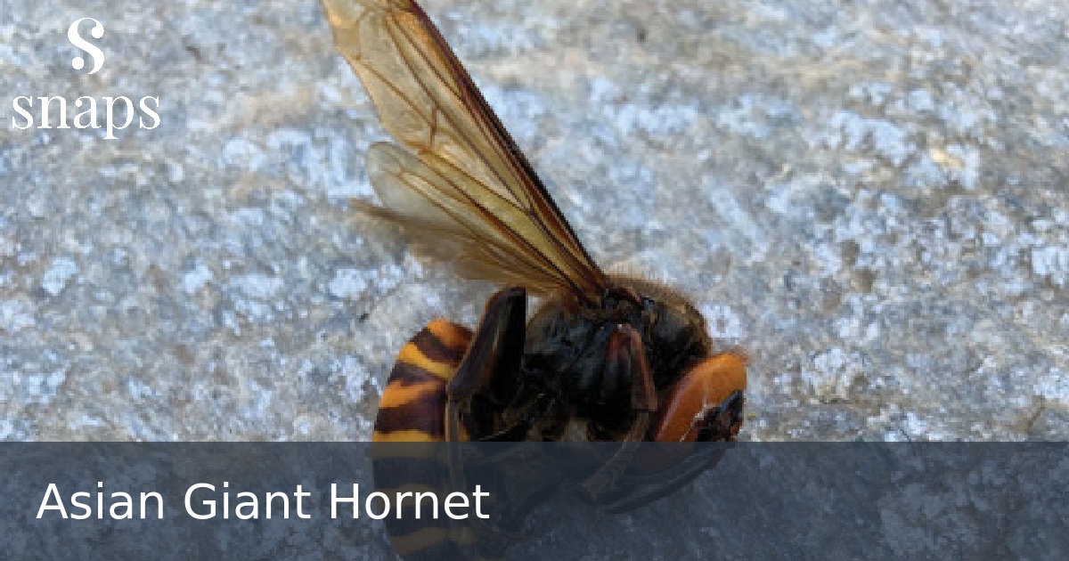 Asian Giant Hornet
