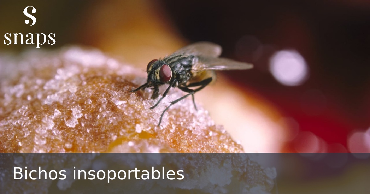 Bichos insoportables
