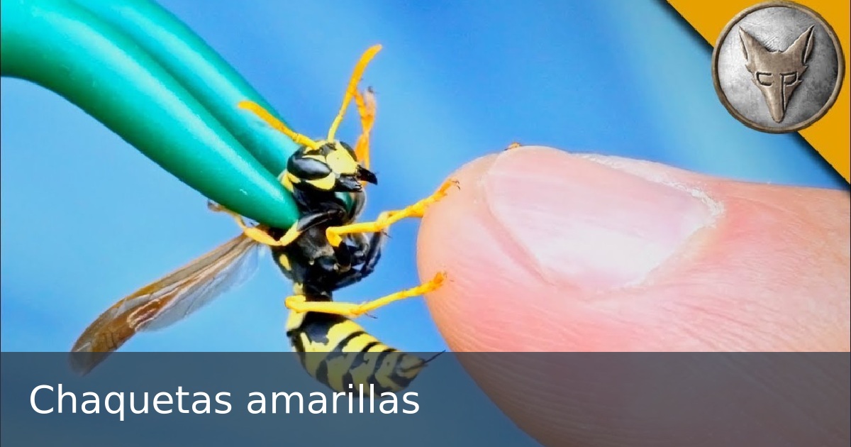 Chaquetas amarillas