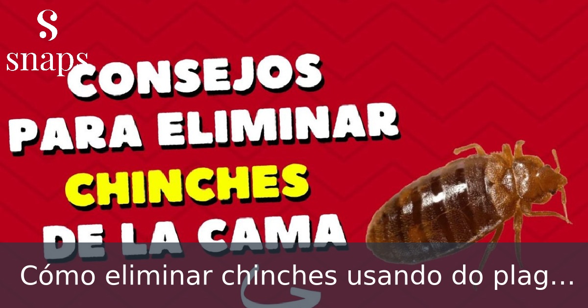 Cómo eliminar chinches usando do plagas ibérica