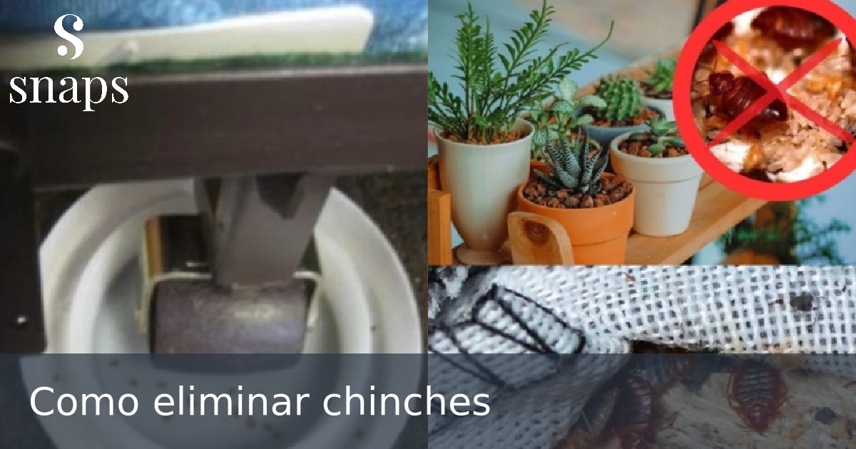 Como eliminar chinches