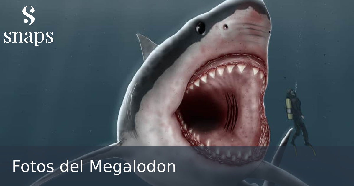 Fotos del Megalodon