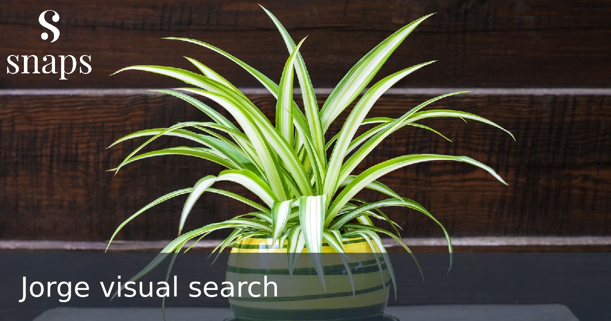 Jorge visual search