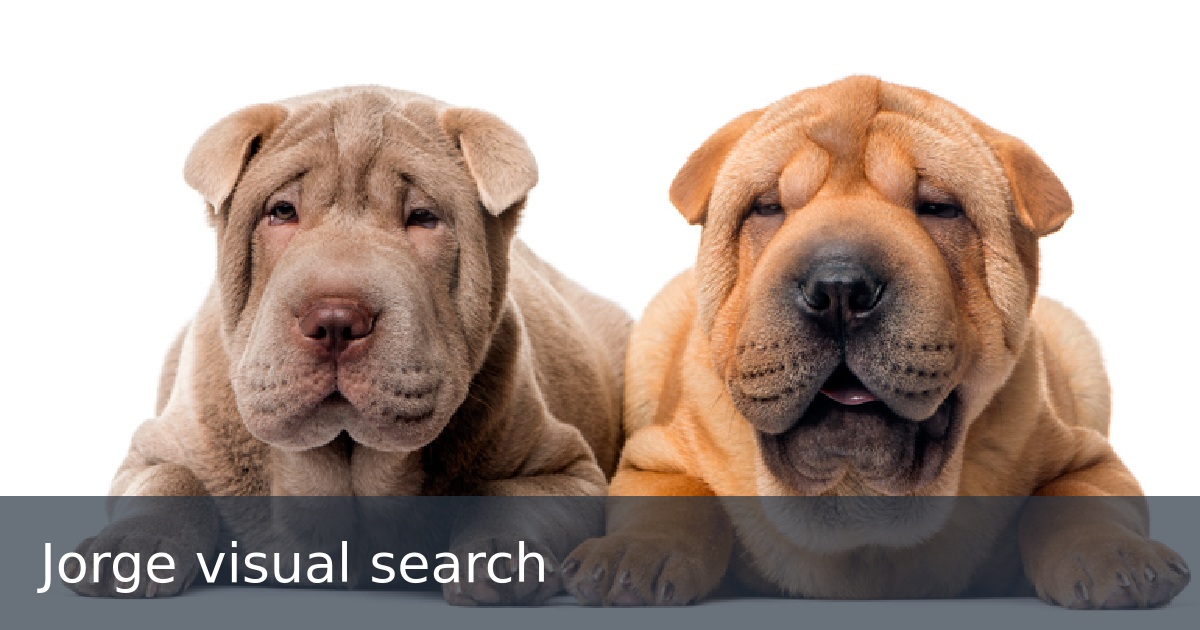 Jorge visual search
