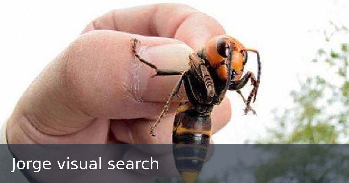 Jorge visual search