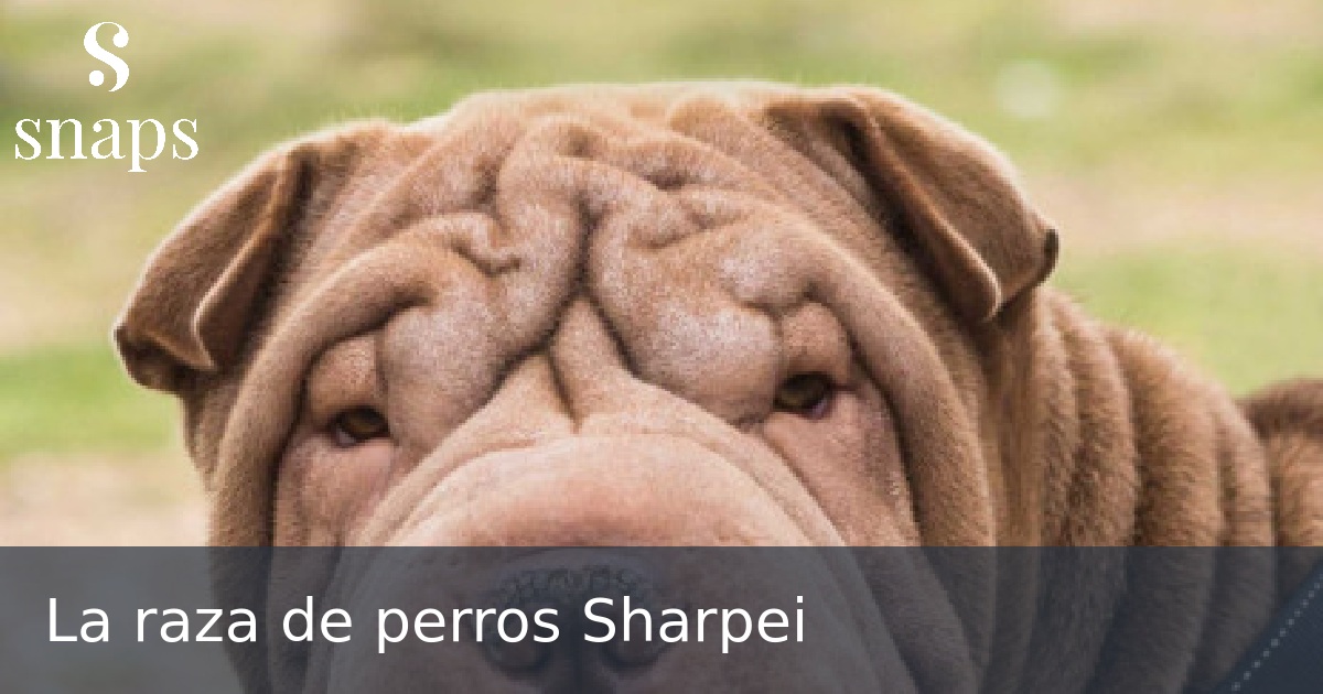 La raza de perros Sharpei