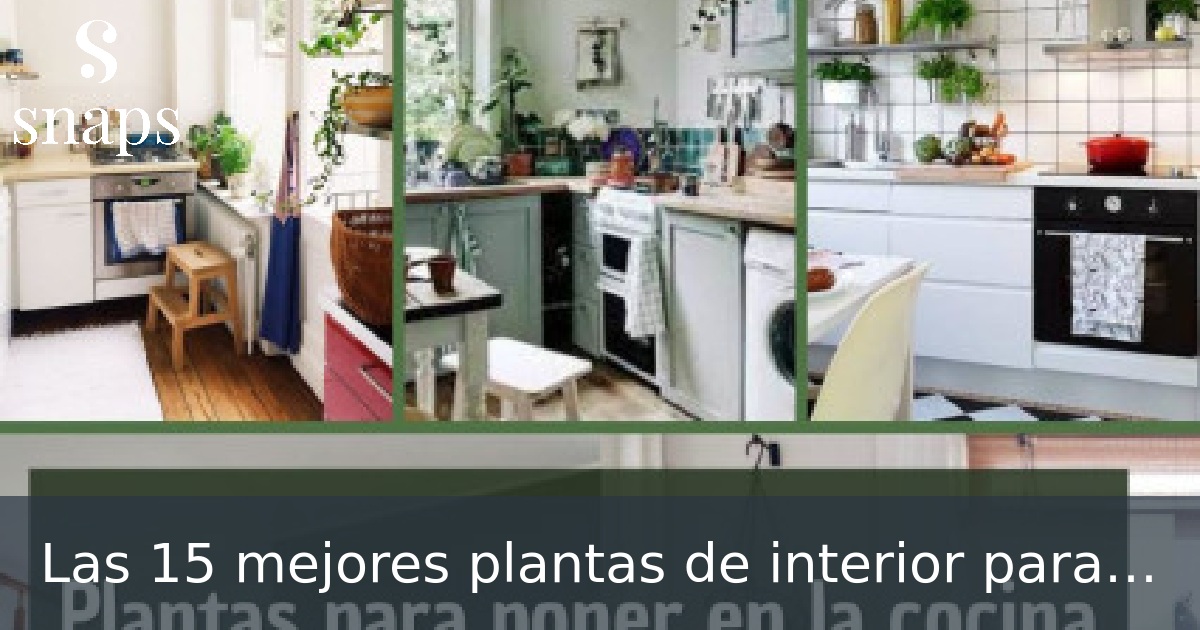 Las 15 mejores plantas de interior para cuidar y tener en tu cocina