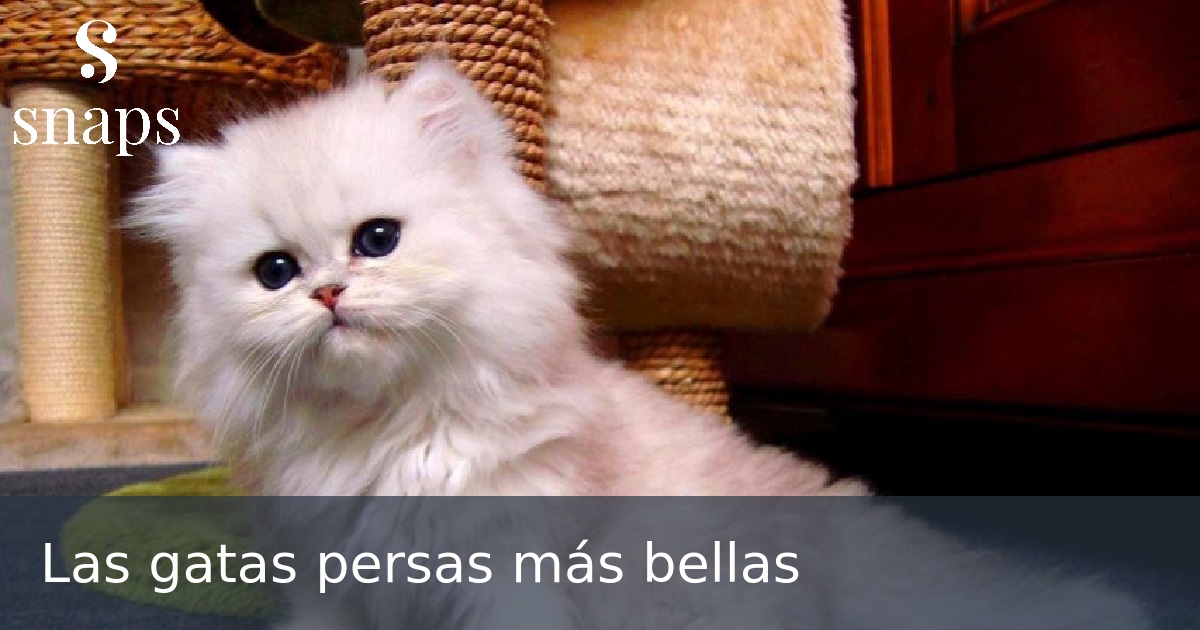 Las gatas persas más bellas