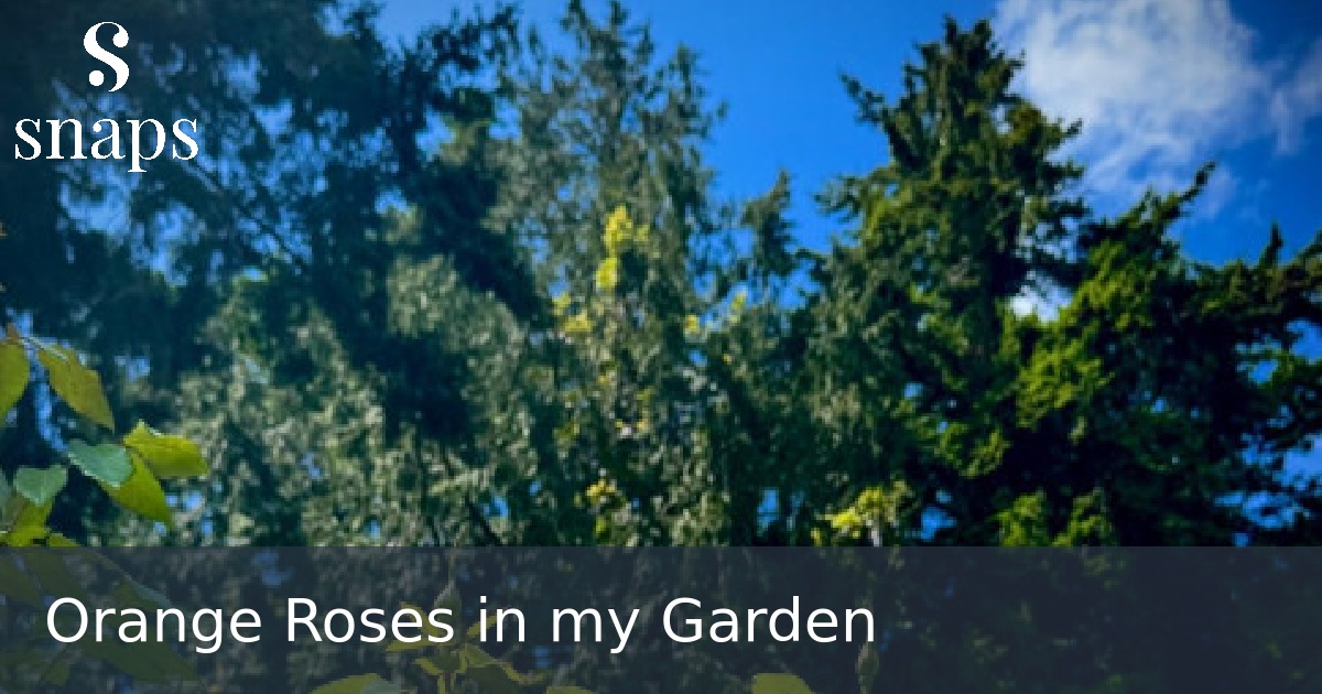 Orange Roses in my Garden