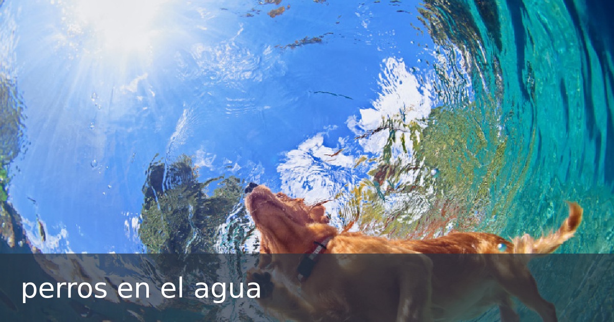 perros en el agua