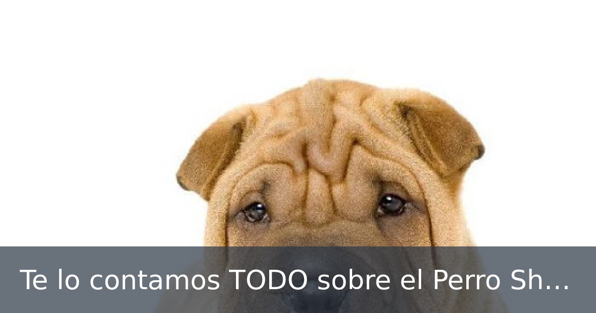 Te lo contamos TODO sobre el Perro Shar Pei