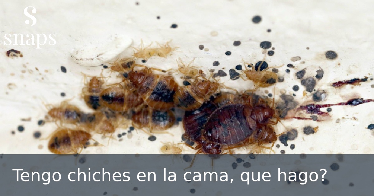 Tengo chiches en la cama, que hago?