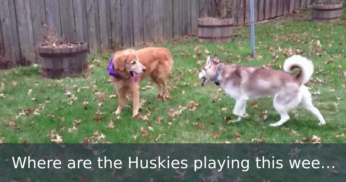 Where are the Huskies playing this weekend?
