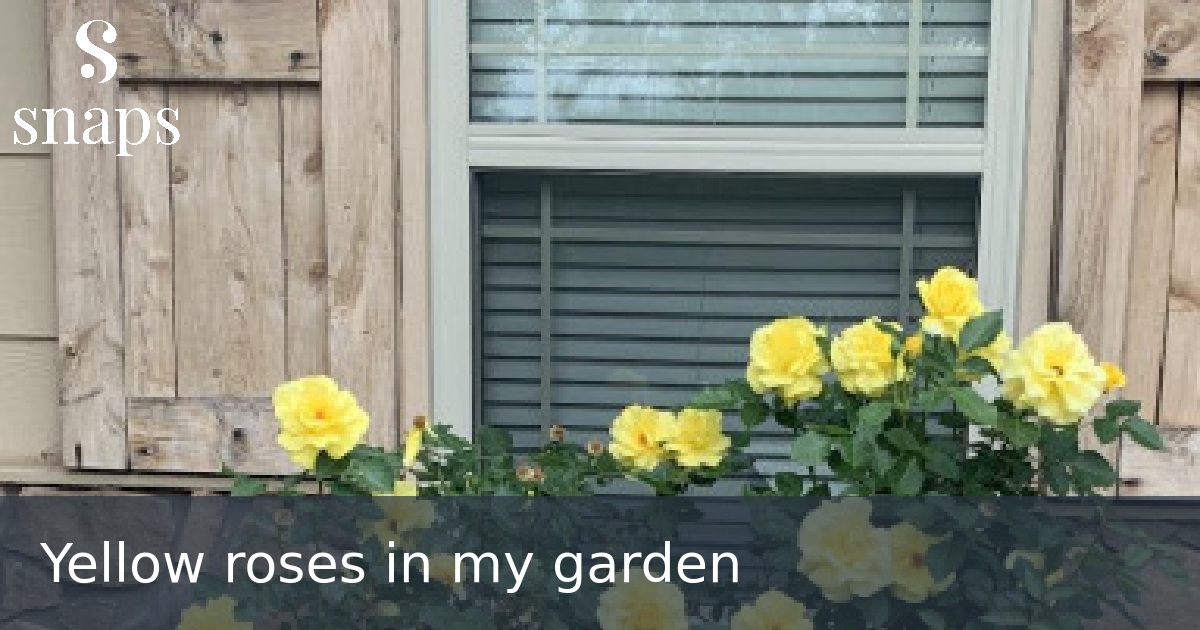 Yellow roses in my garden