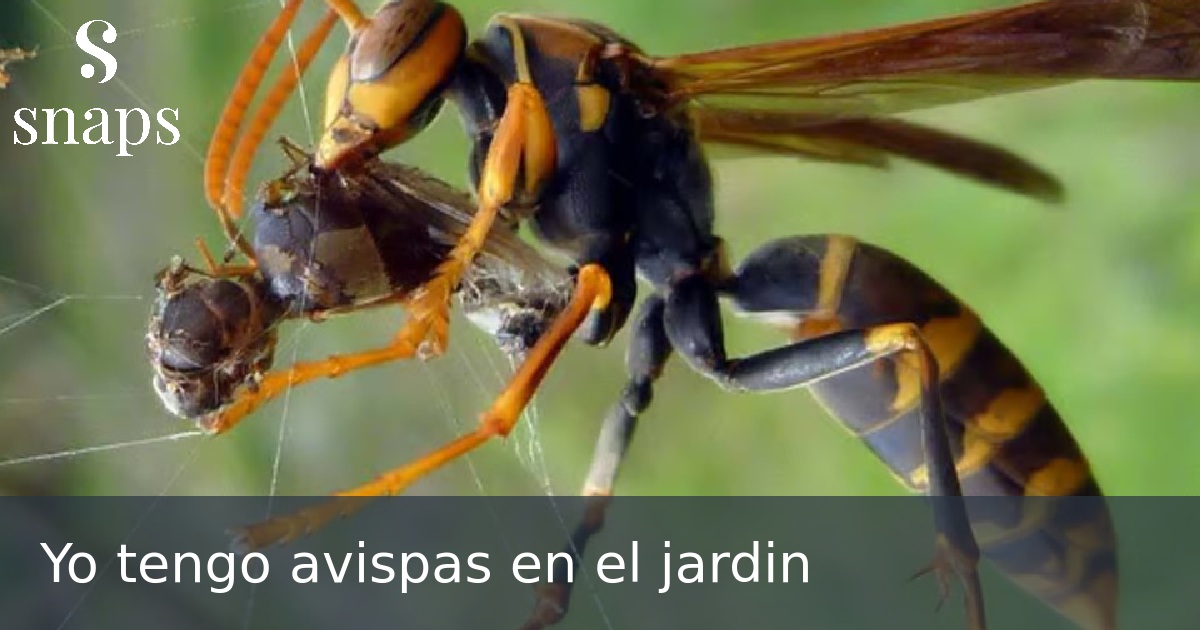 Yo tengo avispas en el jardin