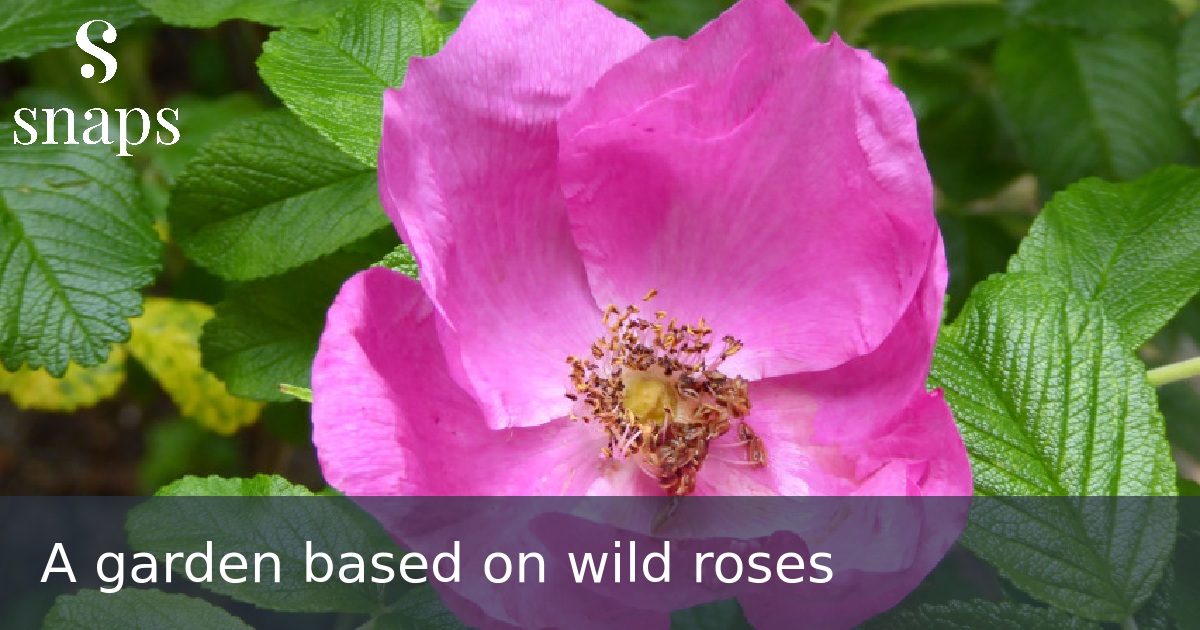 A garden based on wild roses
