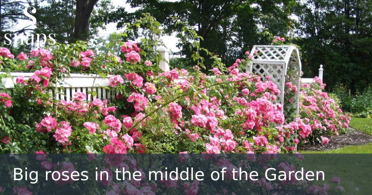 Big roses in the middle of the Garden