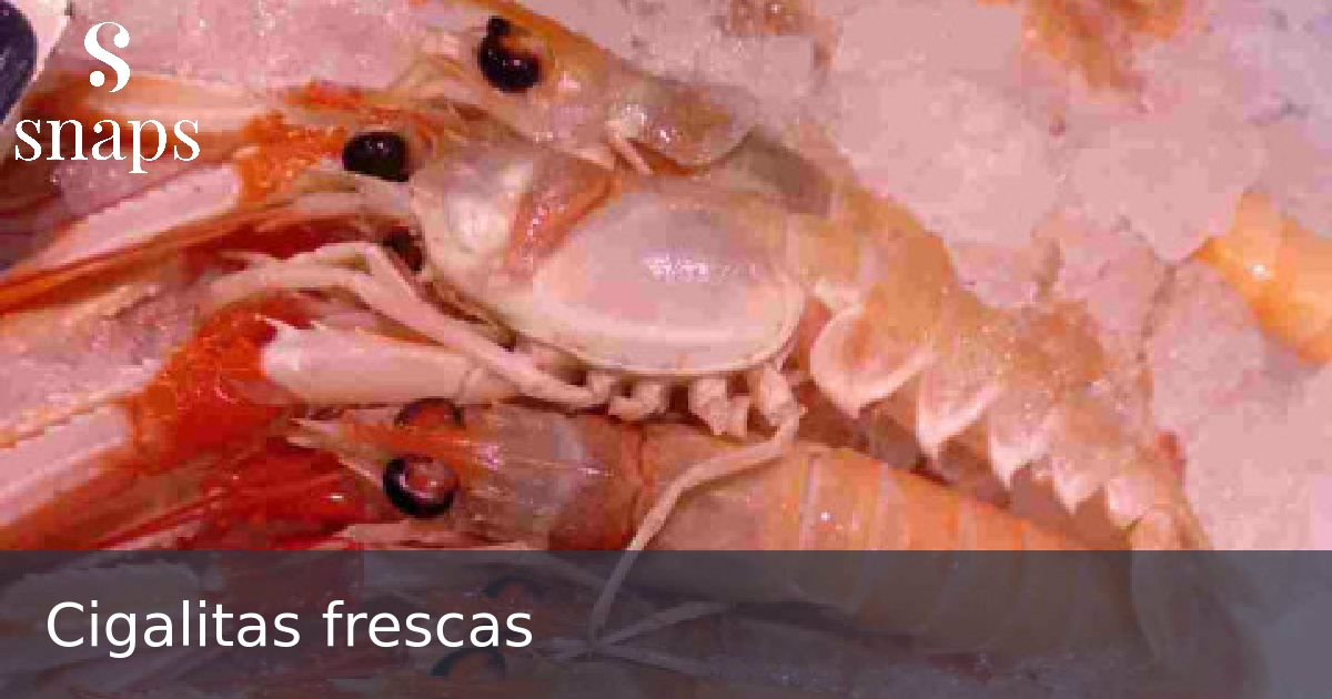 Cigalitas frescas