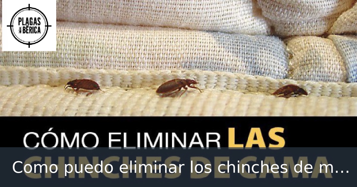 Como puedo eliminar los chinches de mi casa