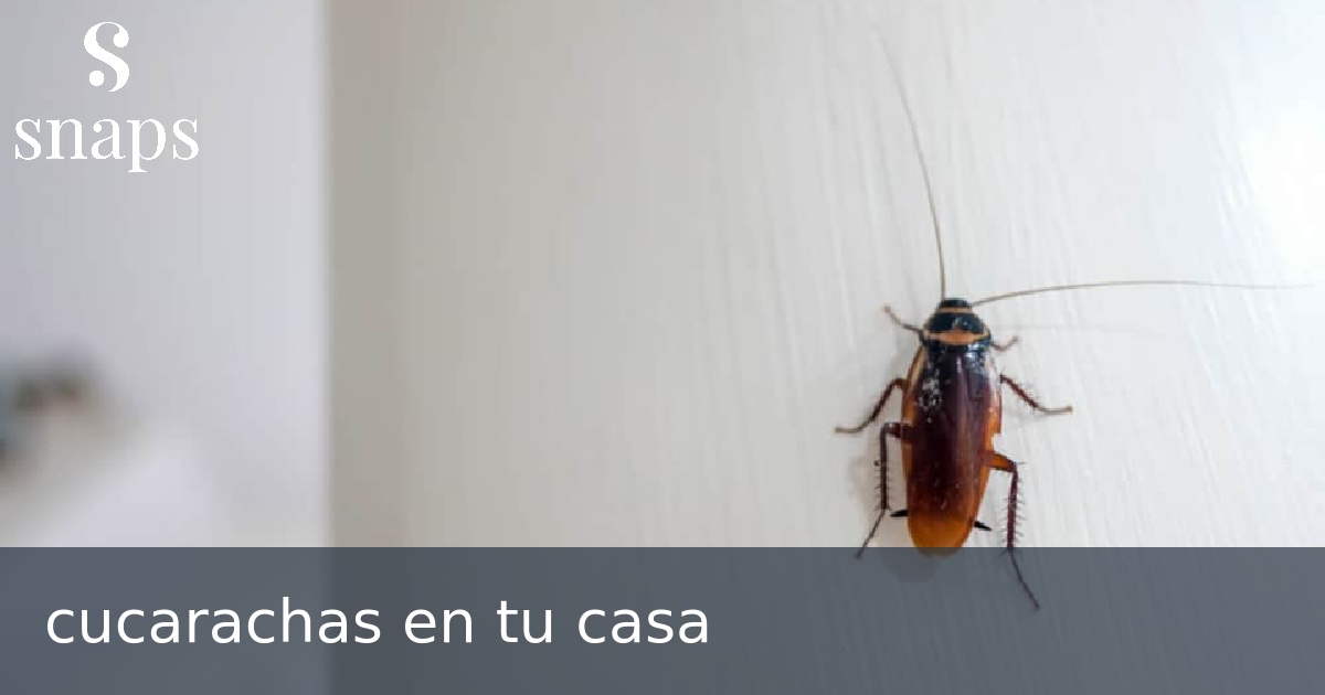 cucarachas en tu casa