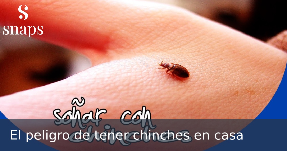 El peligro de tener chinches en casa