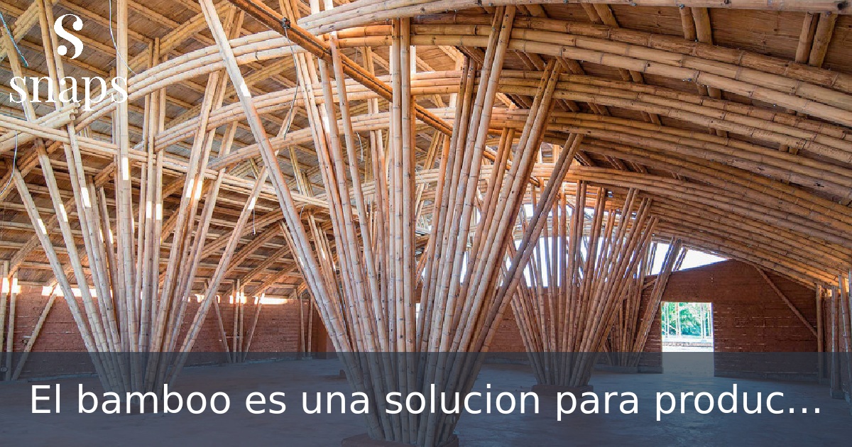 El bamboo es una solucion para productos ecosostenibles