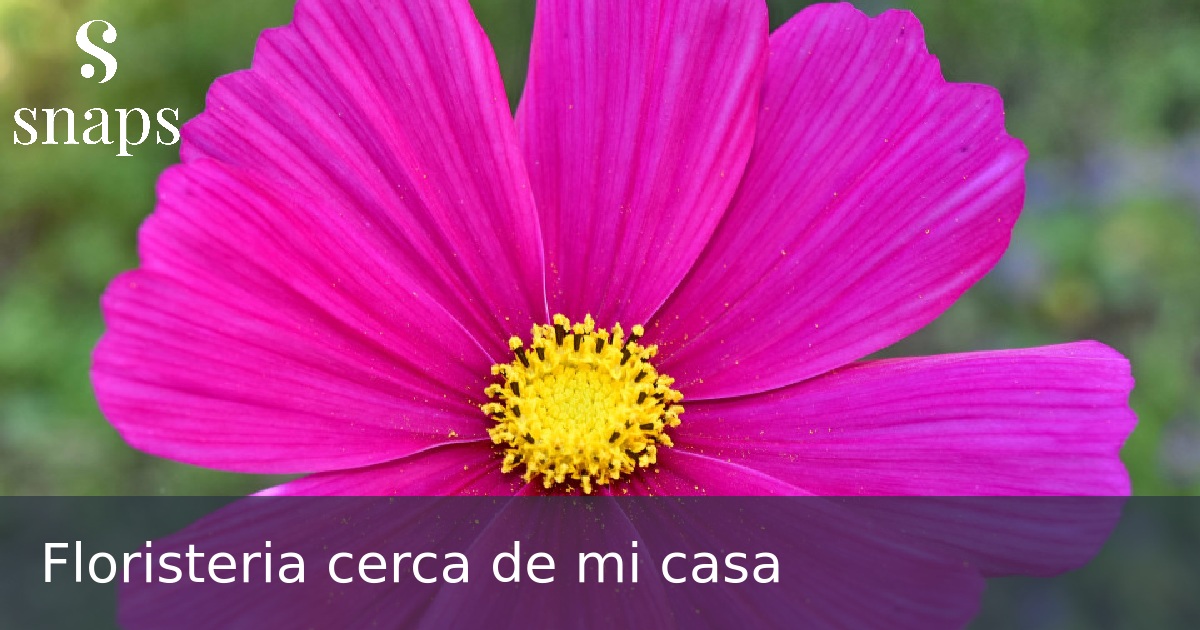Floristeria cerca de mi casa