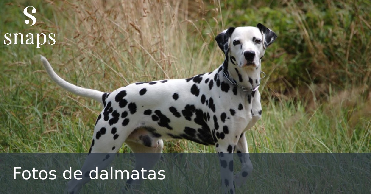 Fotos de dalmatas