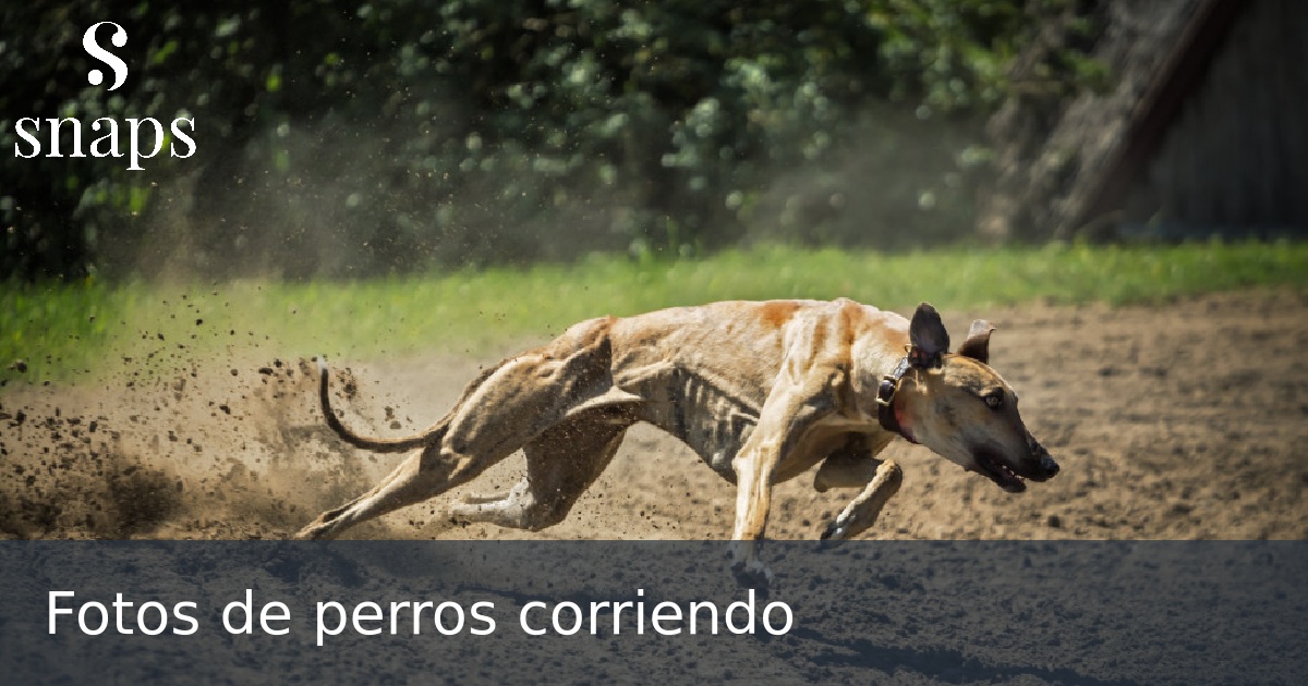Fotos de perros corriendo