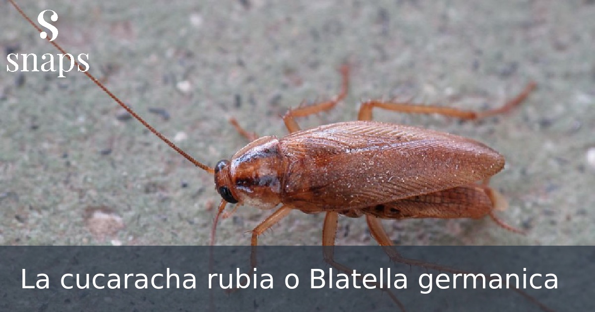 La cucaracha rubia o Blatella germanica