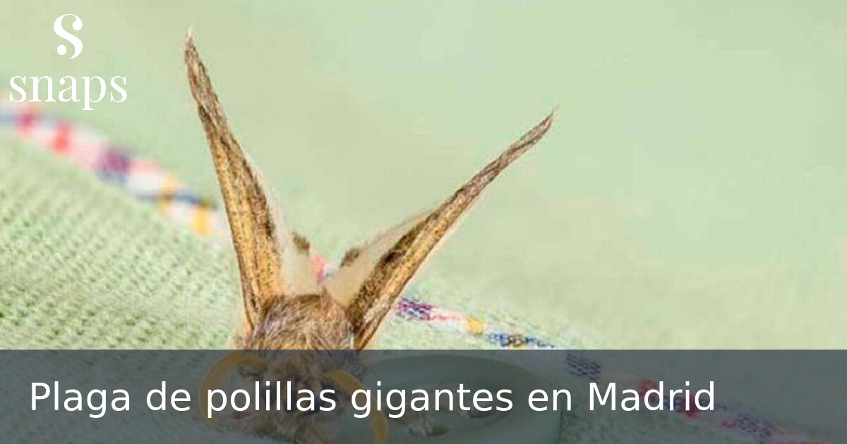 Plaga de polillas gigantes en Madrid