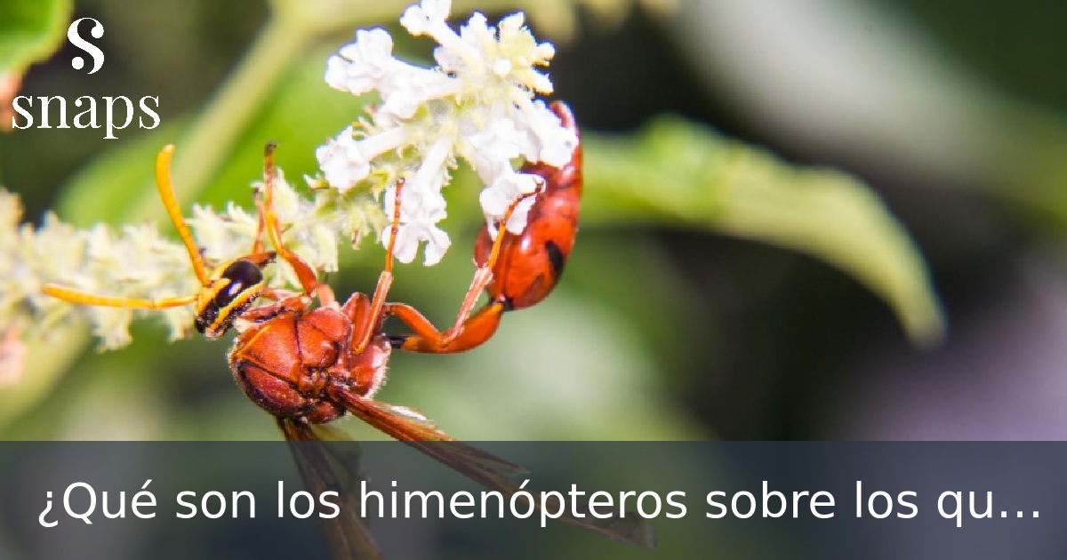 ¿Qué son los himenópteros sobre los que alertan los bomberos?