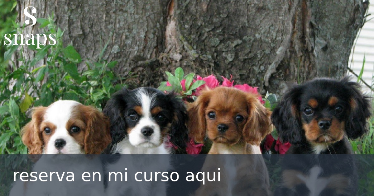 reserva en mi curso aqui