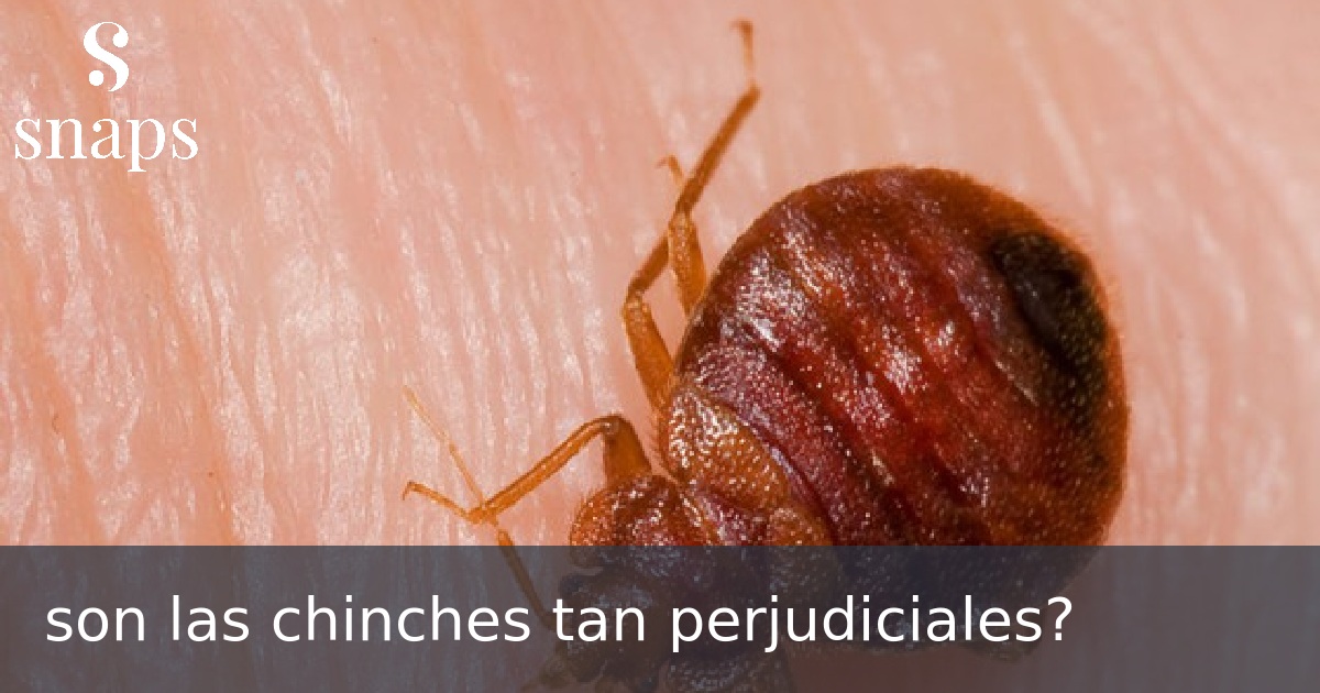 son las chinches tan perjudiciales?