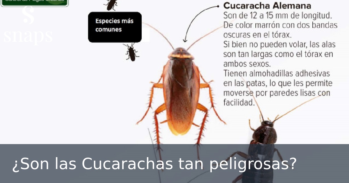 ¿Son las Cucarachas tan peligrosas?