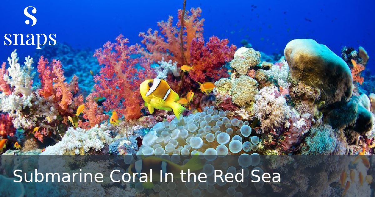 Submarine Coral In the Red Sea